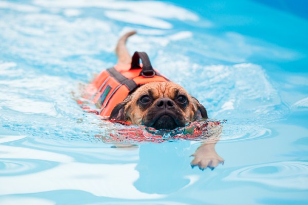 Aquatherapy for dogs!
